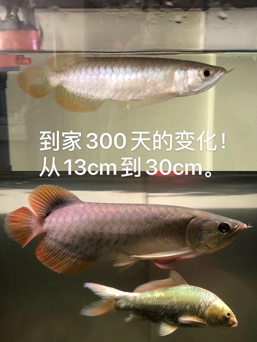 300天的變化