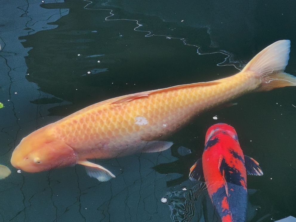 鐵嶺水族館近幾天出現(xiàn)這種情況求助大神幫忙指點