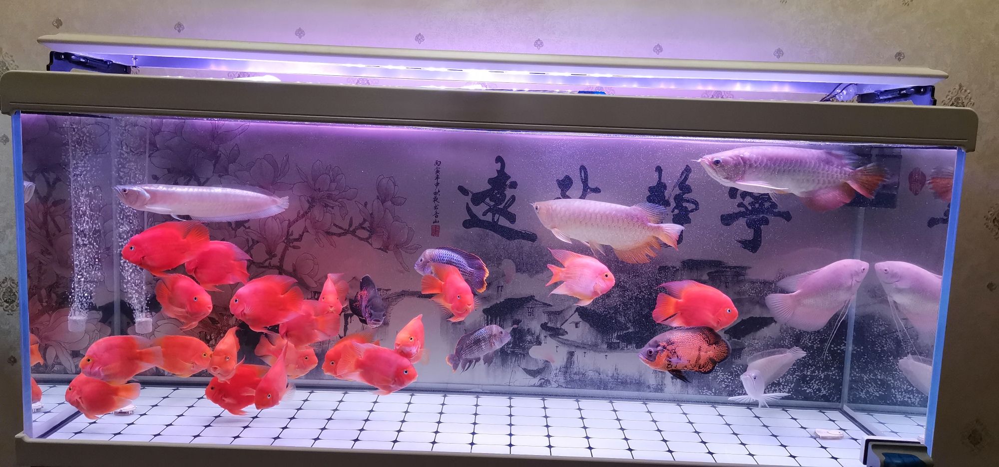 沈陽水族館啥都沒加水就這個(gè)顏色了 養(yǎng)魚的好處 第2張