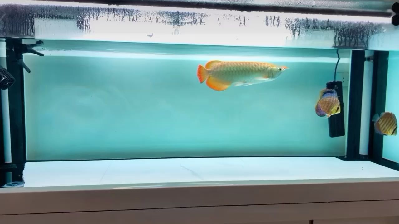 嘉峪關(guān)水族館養(yǎng)魚(yú)人