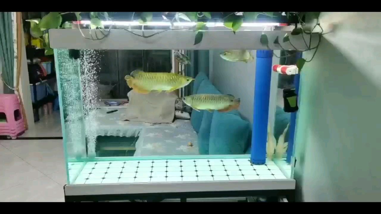 江門水族館三個(gè)月的混養(yǎng)之路