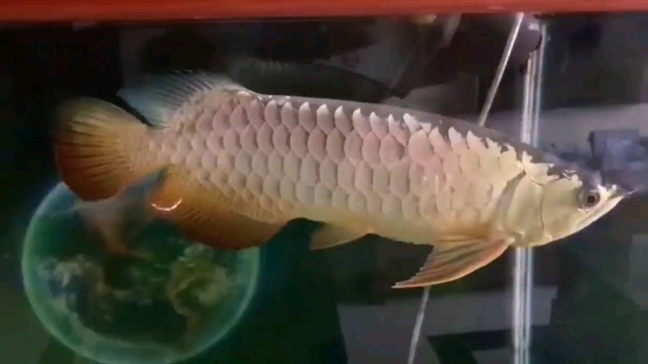 七臺河觀賞魚市場魚友的立達寶石 觀賞魚市場（混養(yǎng)魚）