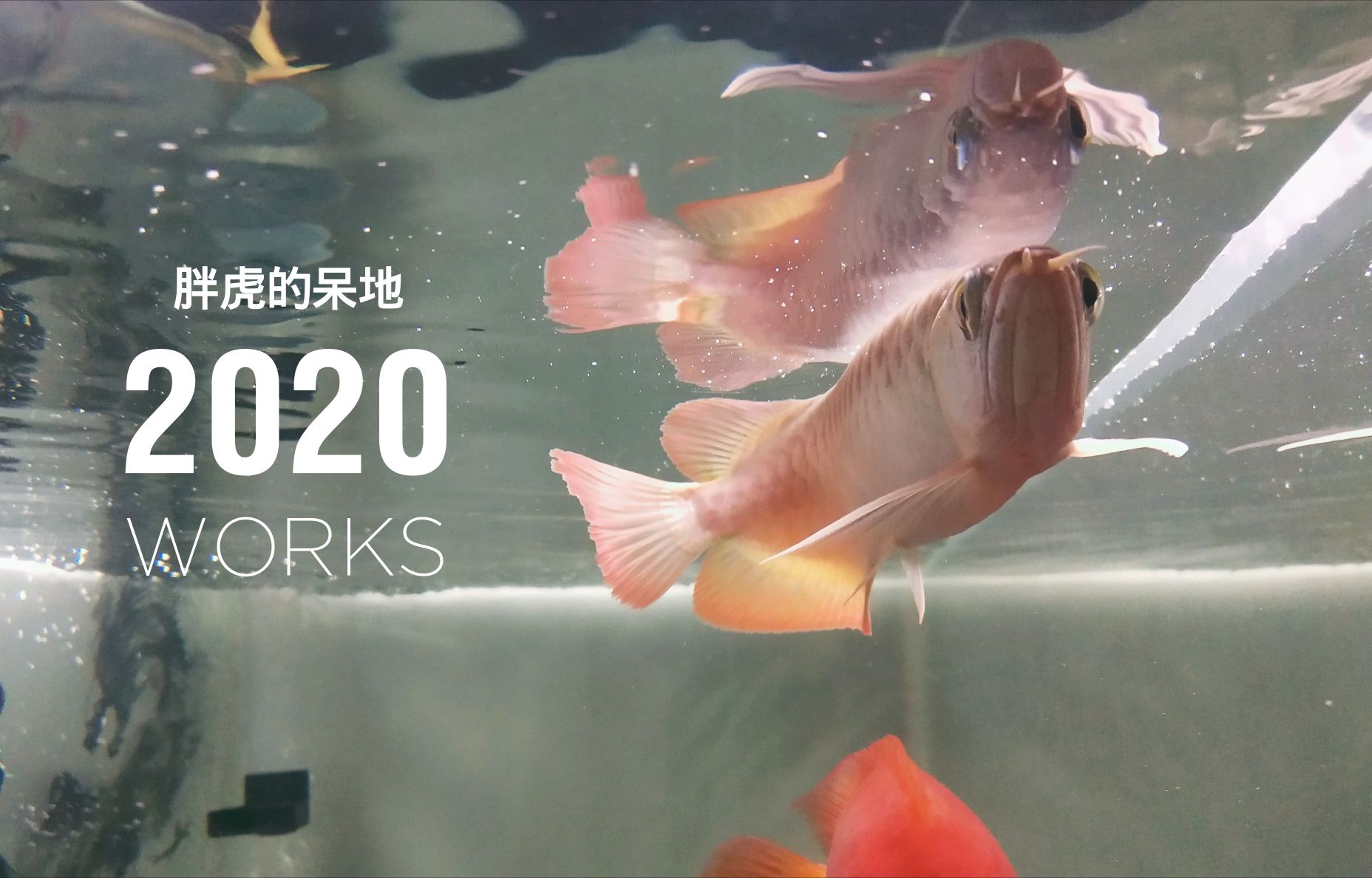 秦皇島水族館小紅龍到家一個月拍照留念