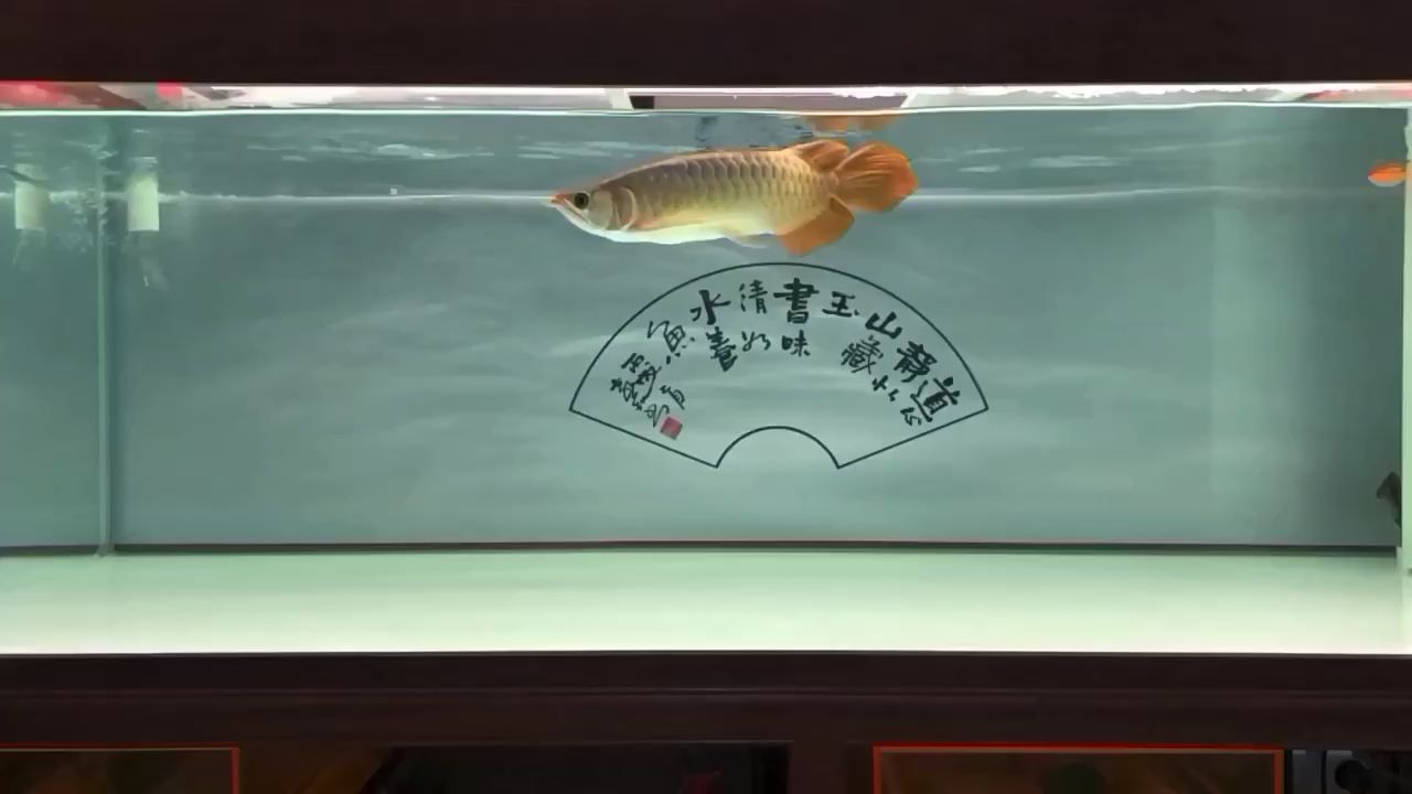 慢鏡頭 黃金鴨嘴魚 第1張