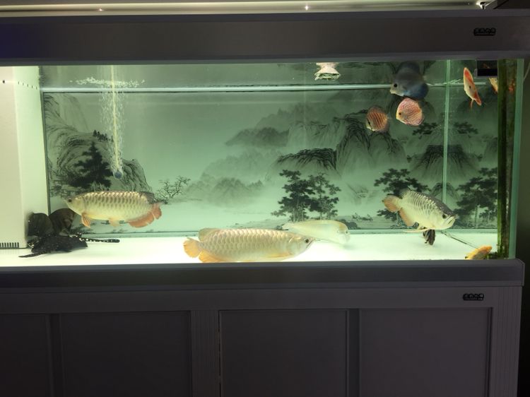 養(yǎng)魚1年經(jīng)驗(yàn)之談 黃金河虎魚 第4張