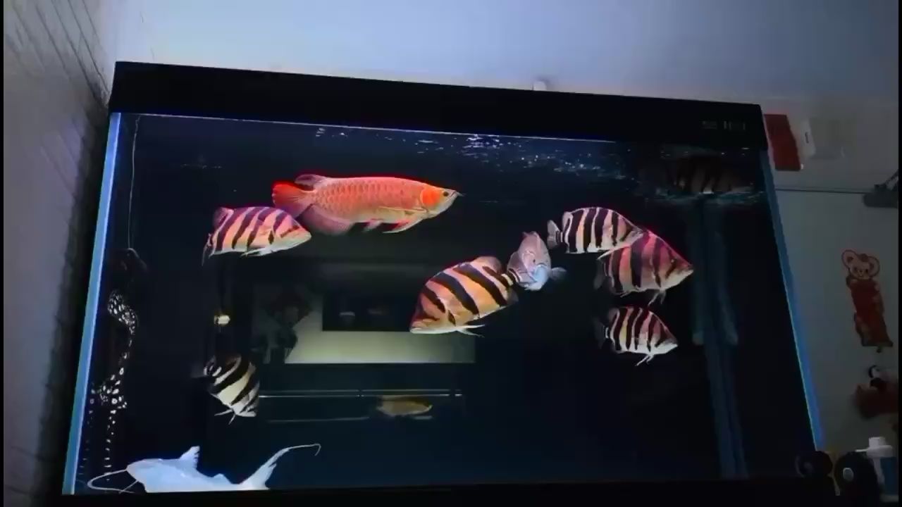 紅河哈尼族彝族自治州水族館魚友反饋