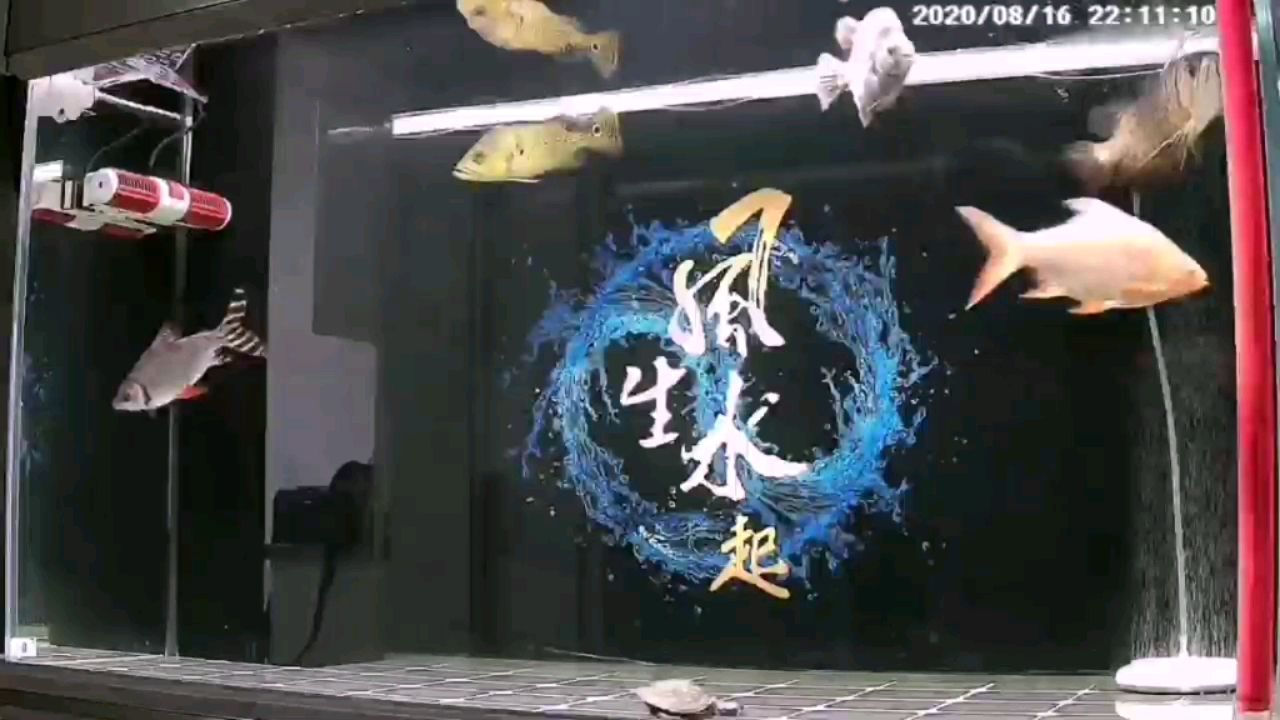 夜晚的魚(yú)缸風(fēng)平浪靜