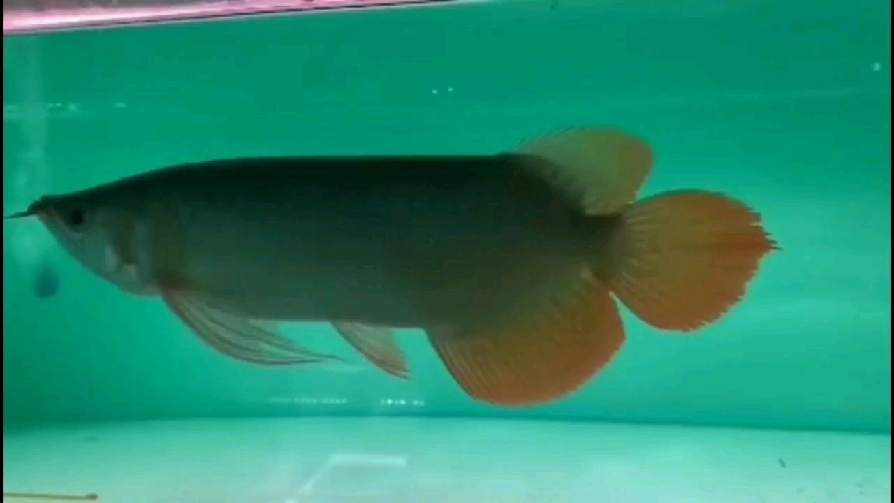 我的龍魚小時候在魚商那邊的 丹頂錦鯉魚