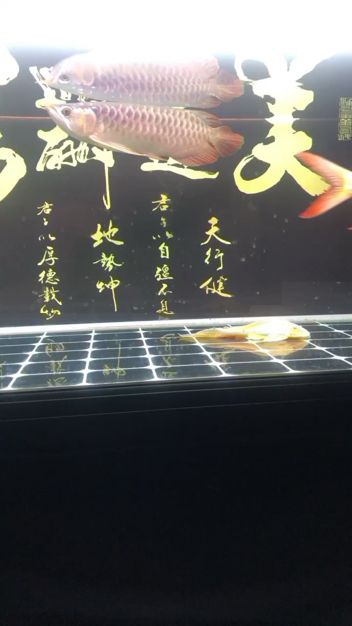 淄博觀賞魚市場規(guī)律換水