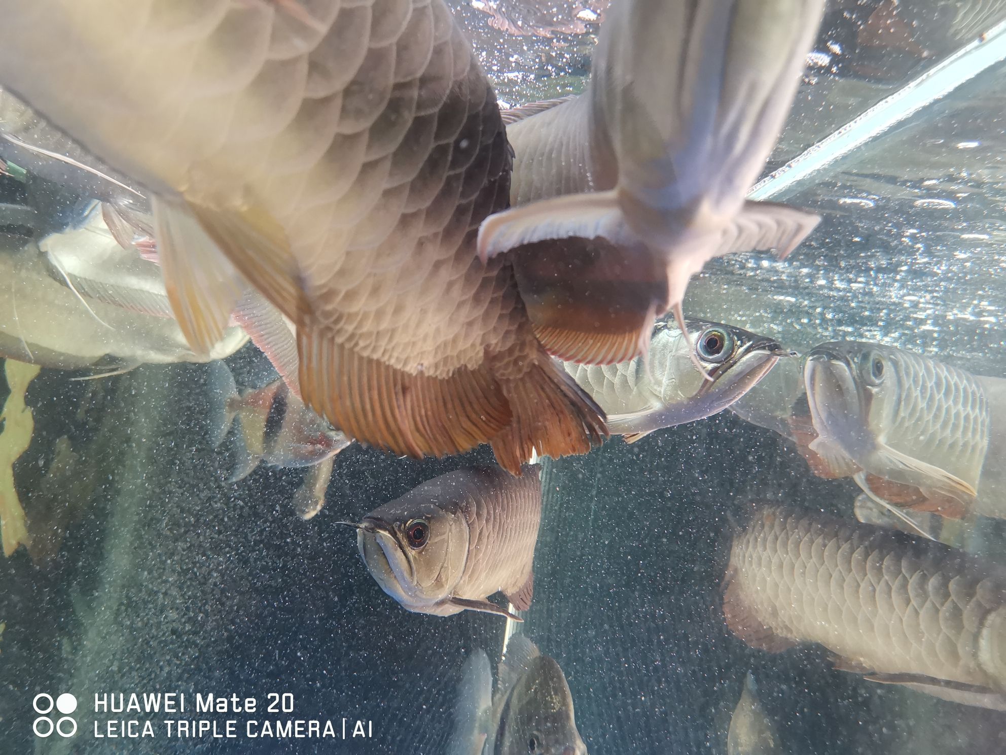 西雙版納傣族自治州水族館幫忙看下要怎么治急急急