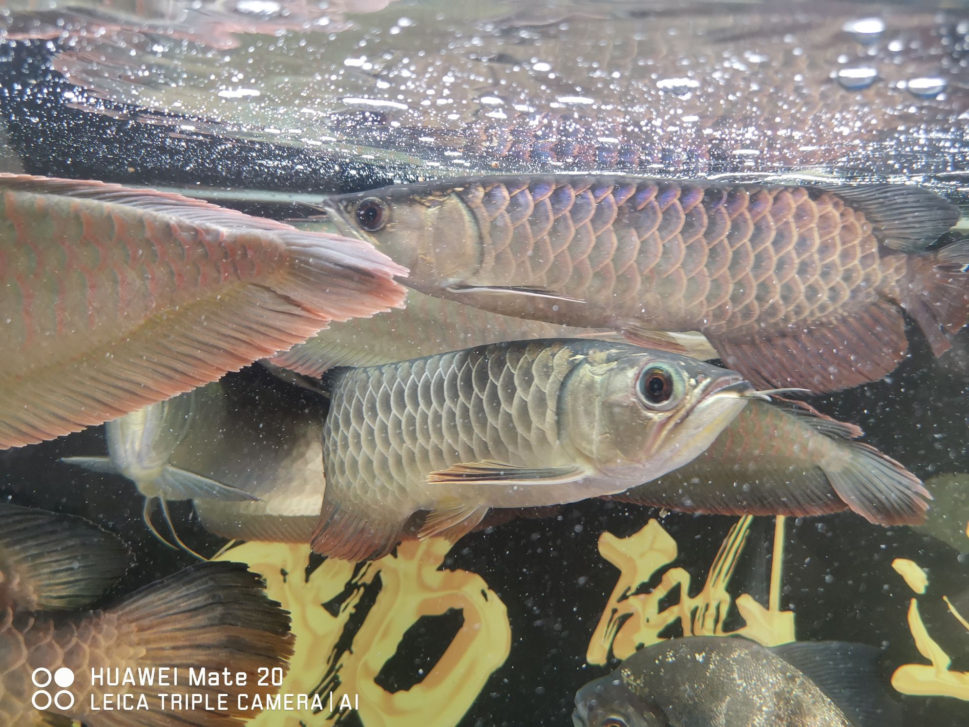 西雙版納傣族自治州水族館幫忙看下要怎么治急急急