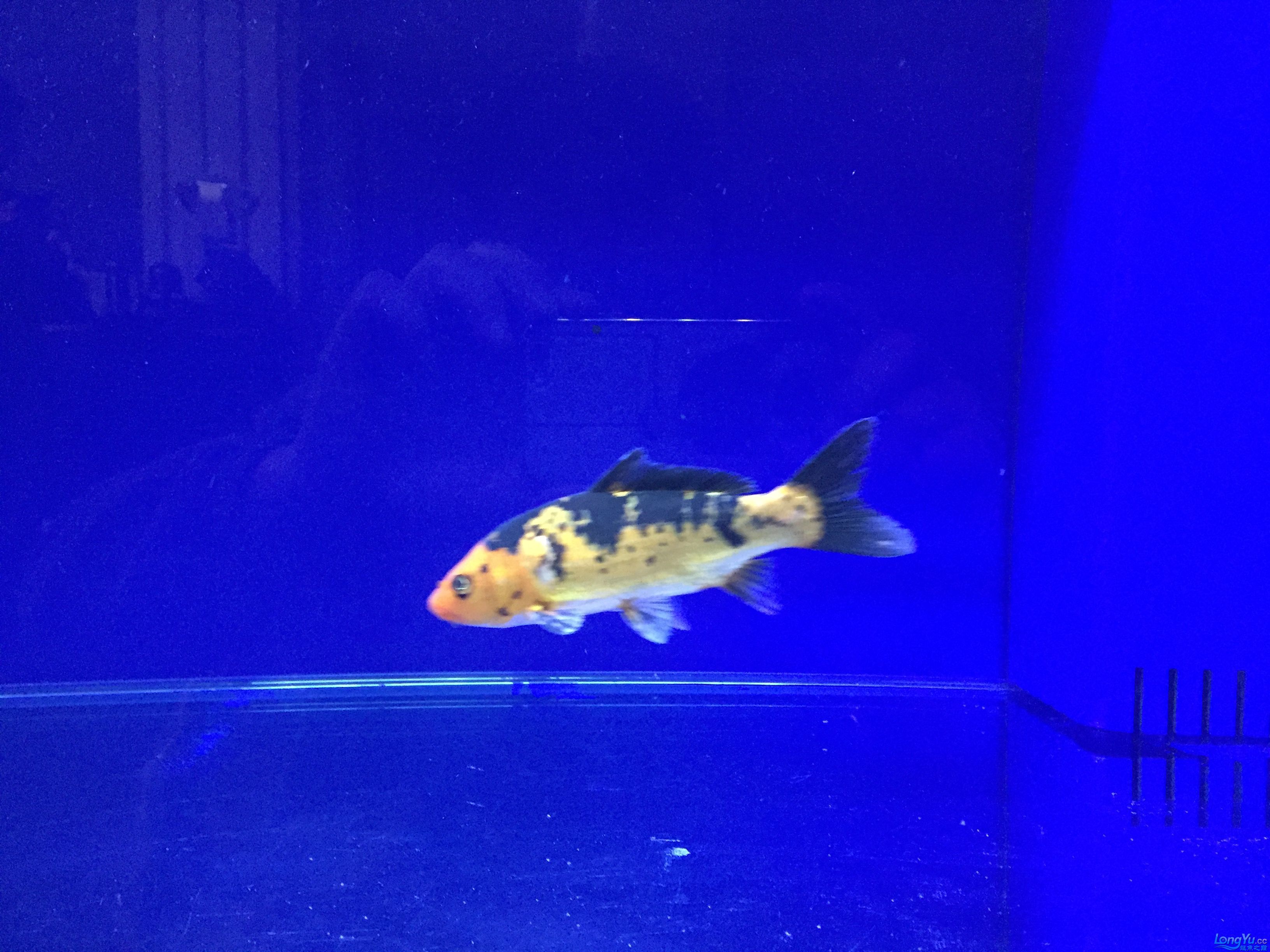 朝陽水族館請高手看看這個是什么品種