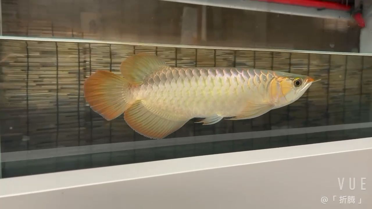 保定水族館阿古斯 黃金招財(cái)貓魚 第2張