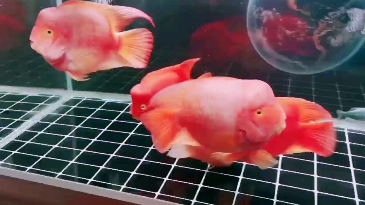 廊坊水族館報到