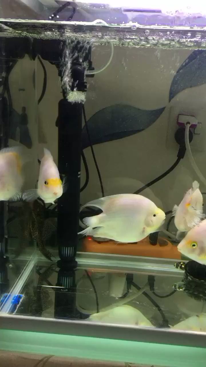 和田水族館新手養(yǎng)白玉鸚鵡魚(yú)和黃頭龜