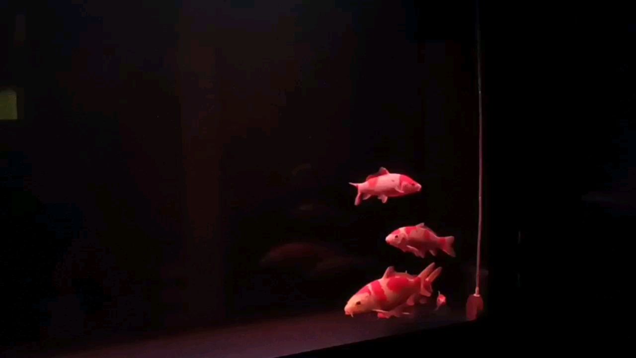 克拉瑪依水族館始于紅白忠于紅白 紅龍專用魚糧飼料