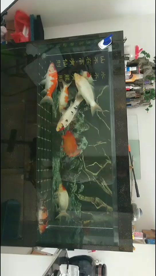 晉城觀賞魚市場魚病問題