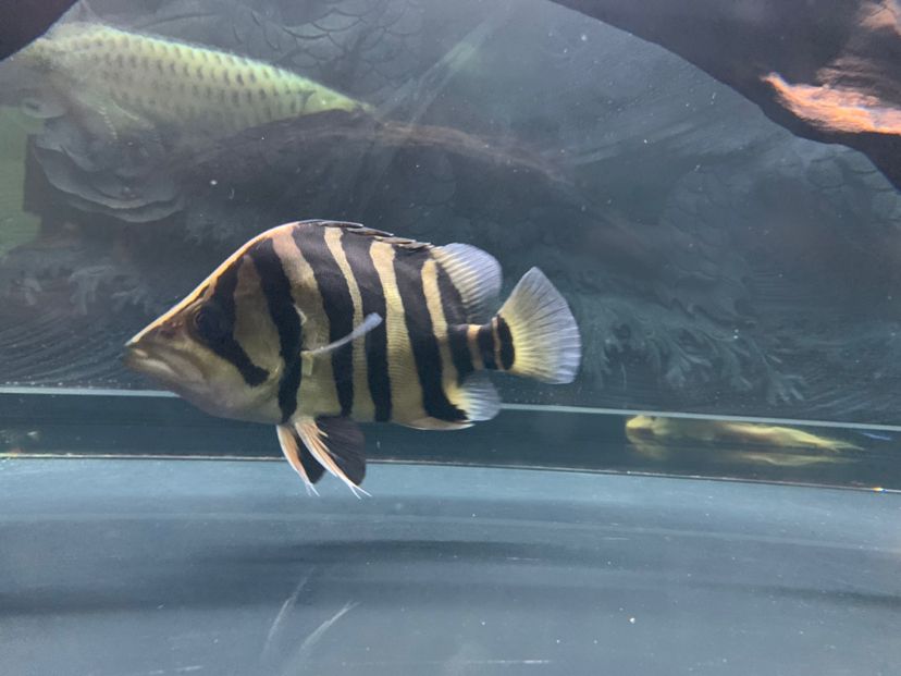 哈密水族館黑缸也很明