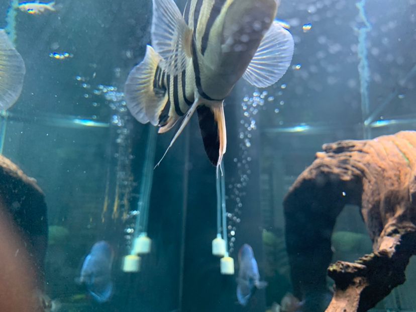 哈密水族館黑缸也很明