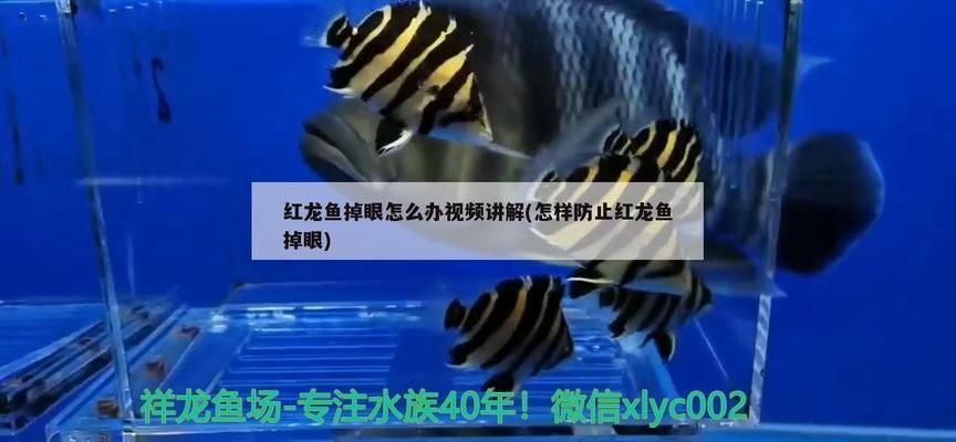 紅龍魚什么時(shí)候容易掉眼（如何改善紅龍魚掉眼的緊急處理方法） 龍魚百科 第3張