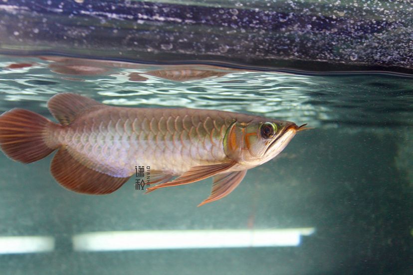 借此更新 祥龍水族護理水 第4張