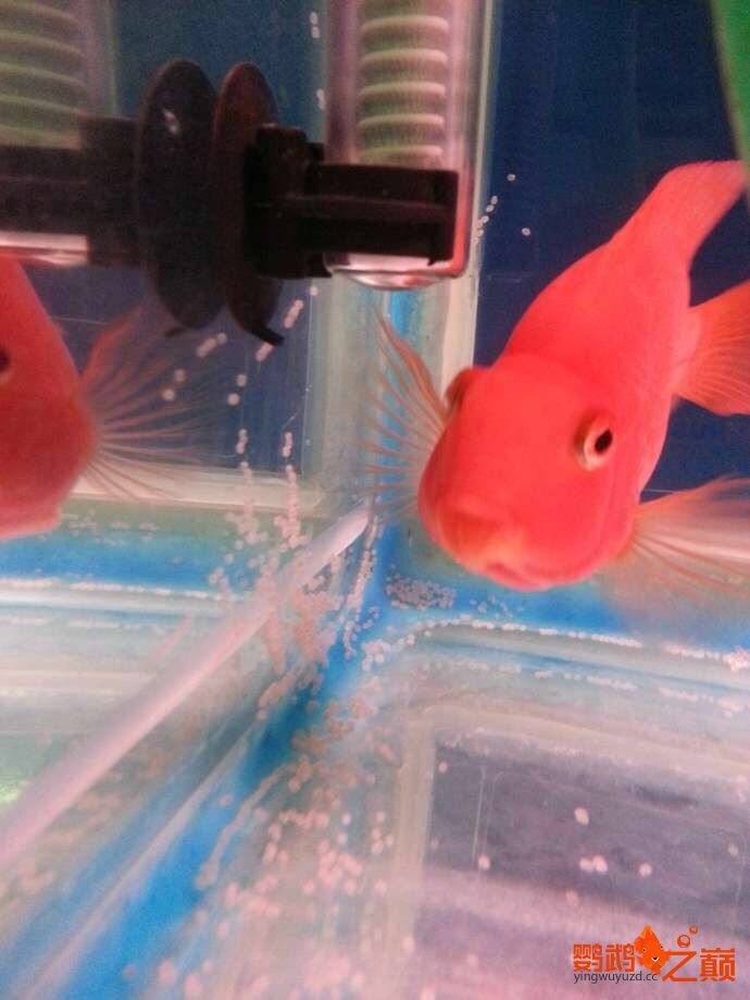 黔東南苗族侗族自治州水族館鸚鵡魚產(chǎn)卵怎么辦