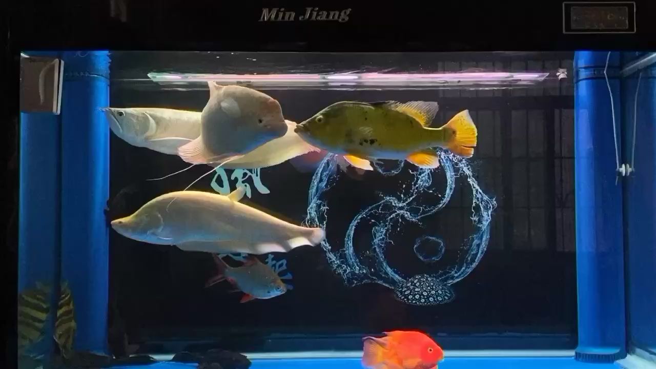 大型魚