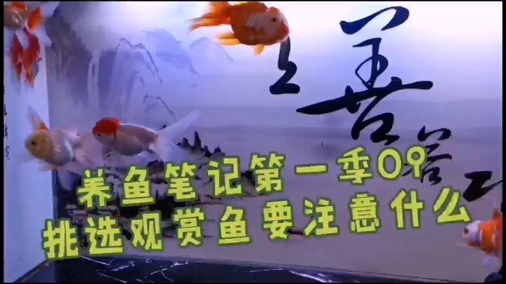 挑選觀賞魚時(shí)要注意什么