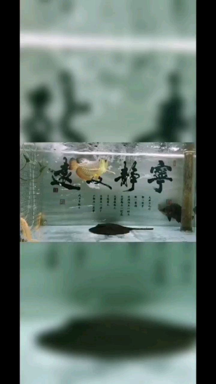 黃山觀賞魚市場(chǎng)農(nóng)歷七月十六