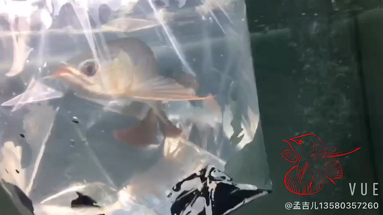 孟吉爾～紅外線F1同城魚友自提