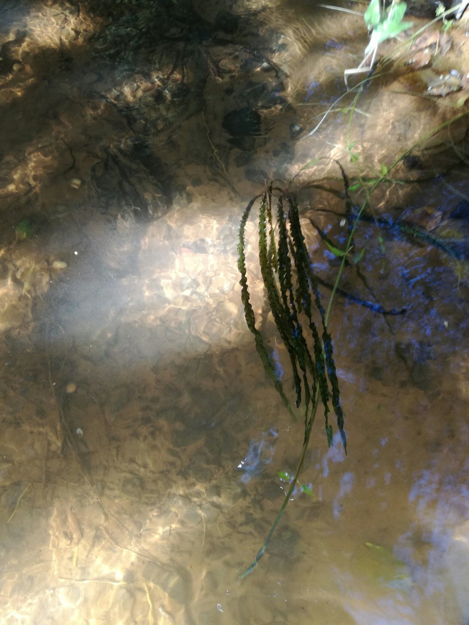 野生水草 水草 第2張