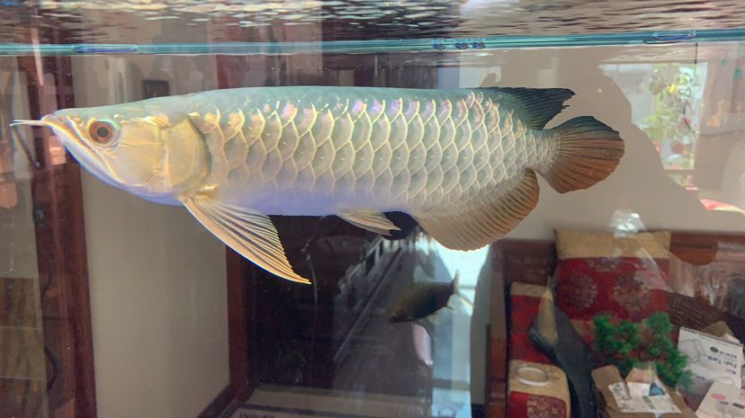 寧德水族館魚友們幫我看看這條魚35公分左右