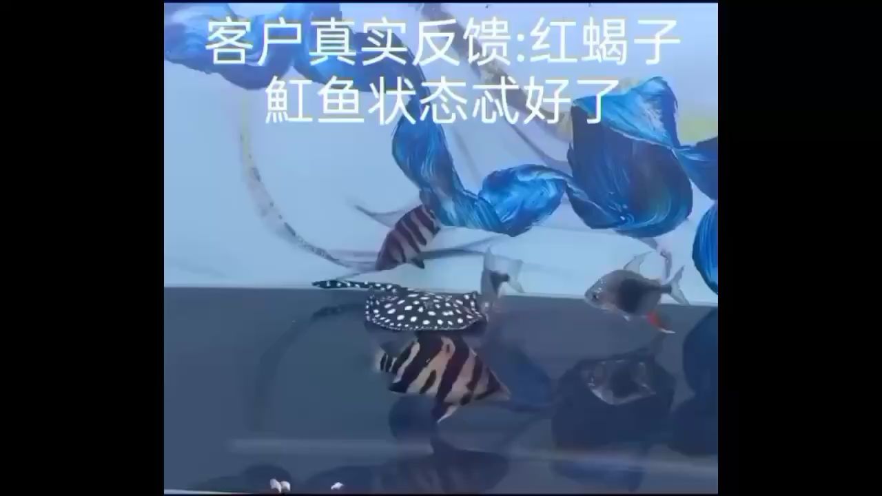 魟魚反饋兇猛如蝎?