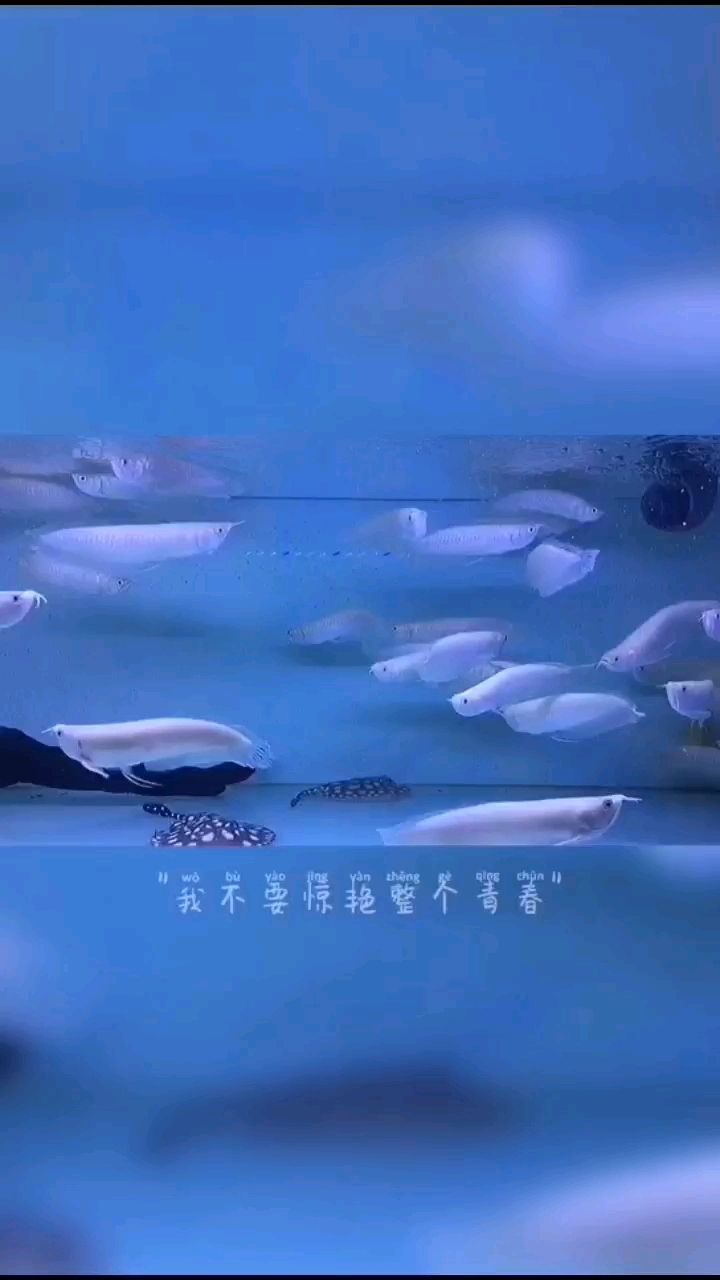 大理白族自治州水族館繼續(xù)與生命的慷慨與繁華相愛(ài)