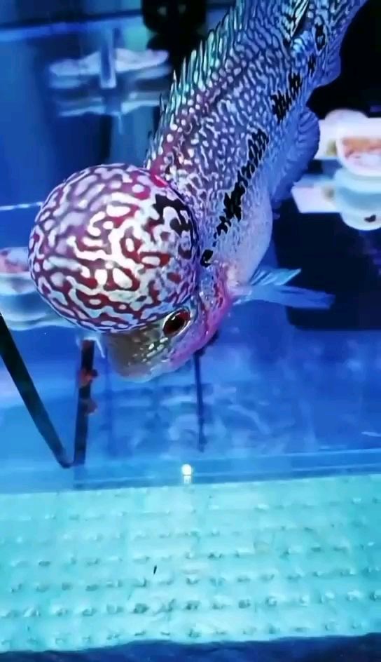 黃石水族館藍(lán)光魔紋小黑帝