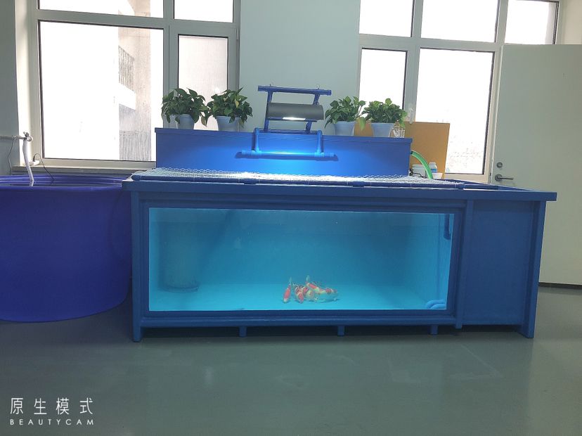 池州觀賞魚市場_艦隊 觀賞魚市場（混養(yǎng)魚） 第3張