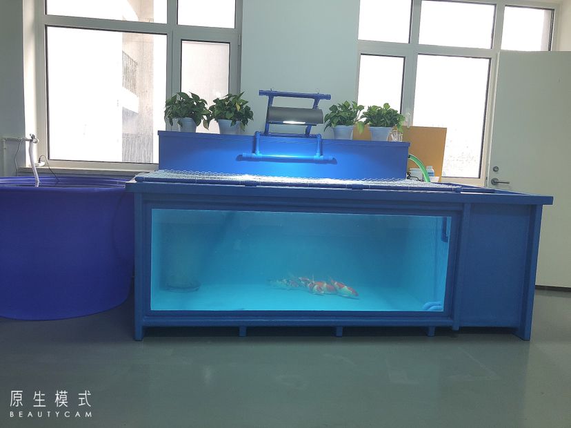 池州觀賞魚市場_艦隊 觀賞魚市場（混養(yǎng)魚） 第4張