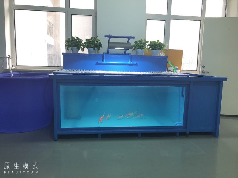 池州觀賞魚市場_艦隊 觀賞魚市場（混養(yǎng)魚） 第6張