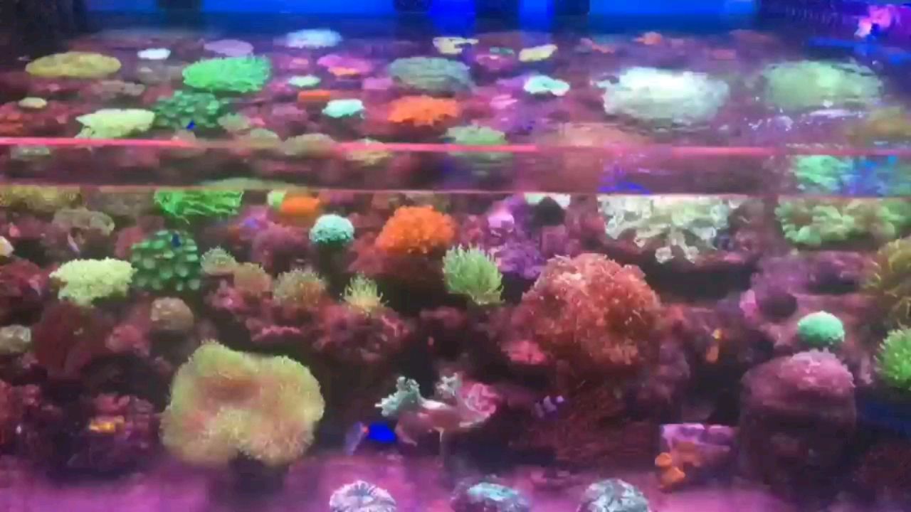 濮陽(yáng)水族館珊瑚景 白子黃化銀龍魚(yú)