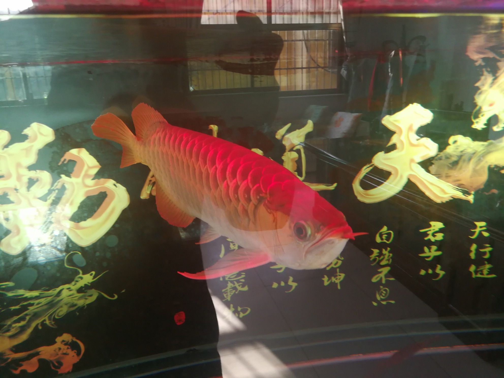 西寧觀賞魚市場(chǎng)我的龍三歲60厘米 觀賞魚市場(chǎng)（混養(yǎng)魚） 第4張