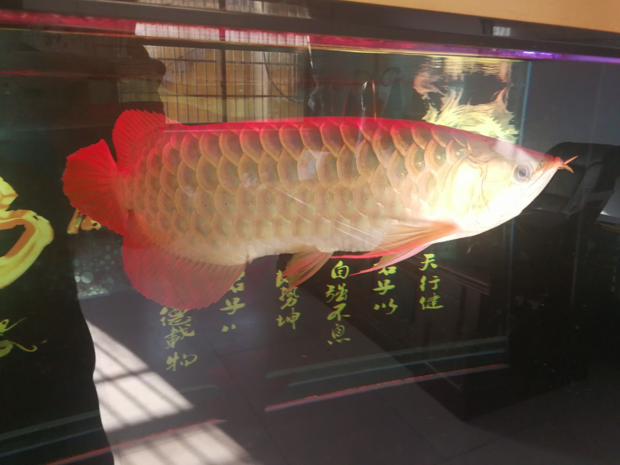 西寧觀賞魚市場(chǎng)我的龍三歲60厘米 觀賞魚市場(chǎng)（混養(yǎng)魚） 第5張