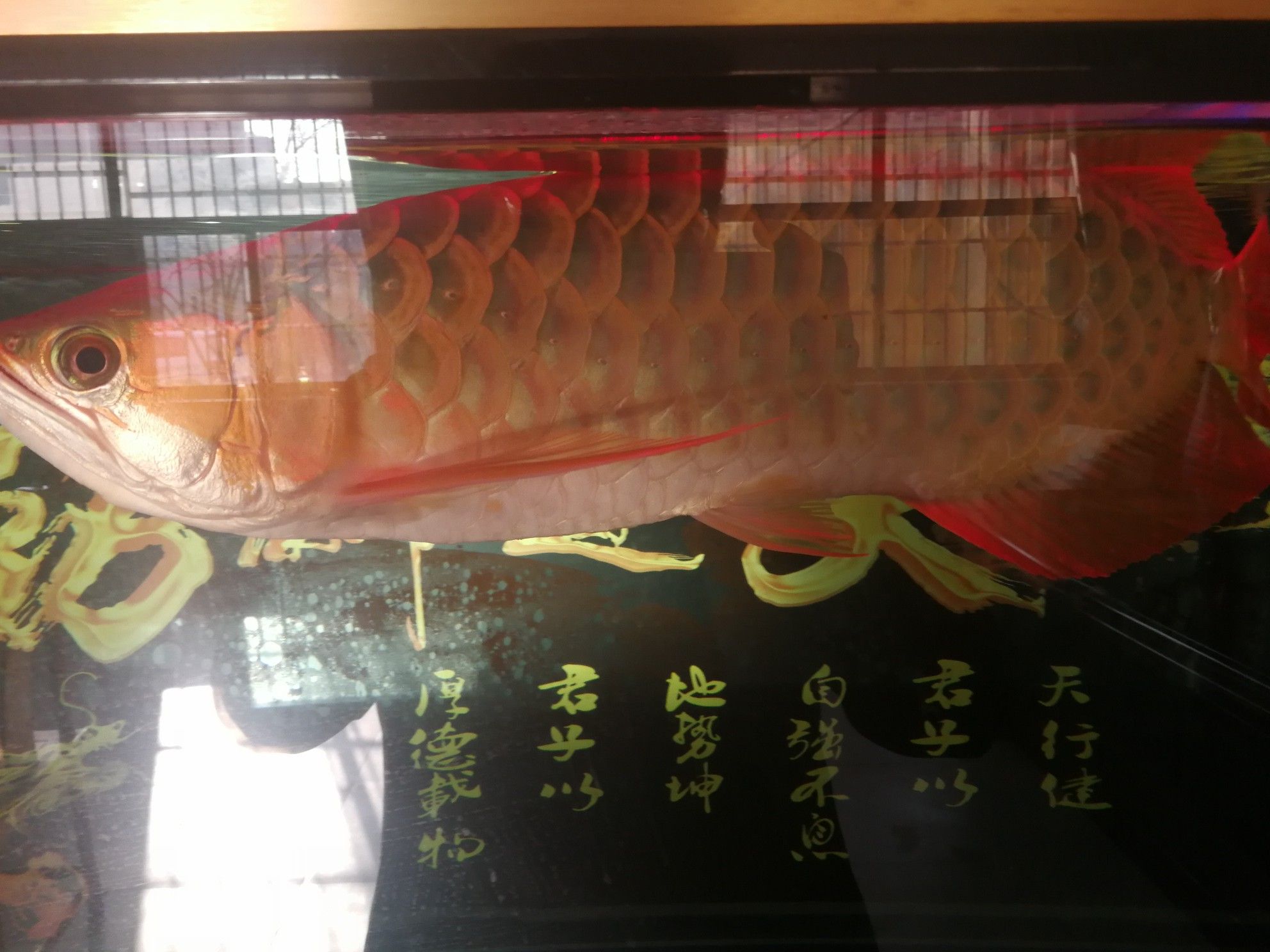 西寧觀賞魚市場(chǎng)我的龍三歲60厘米 觀賞魚市場(chǎng)（混養(yǎng)魚） 第6張