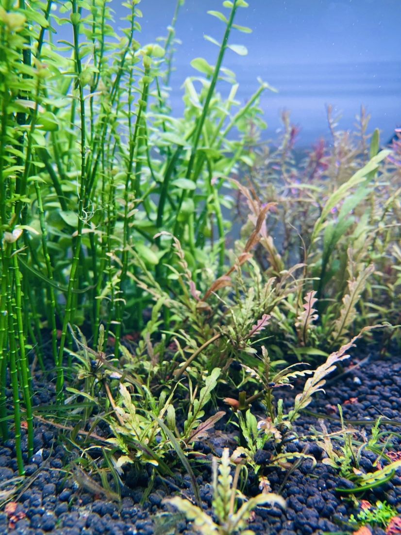 鶴壁水族館60缸得到了解放