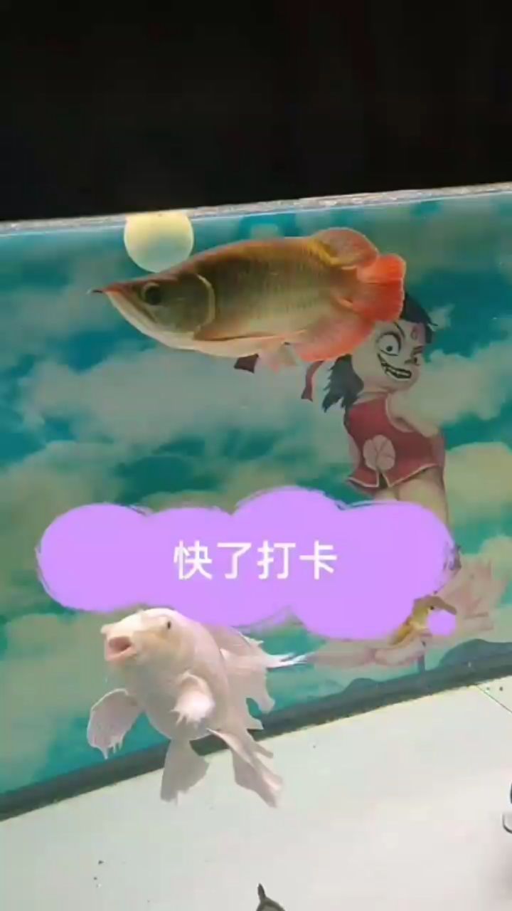 分享快樂 海象魚