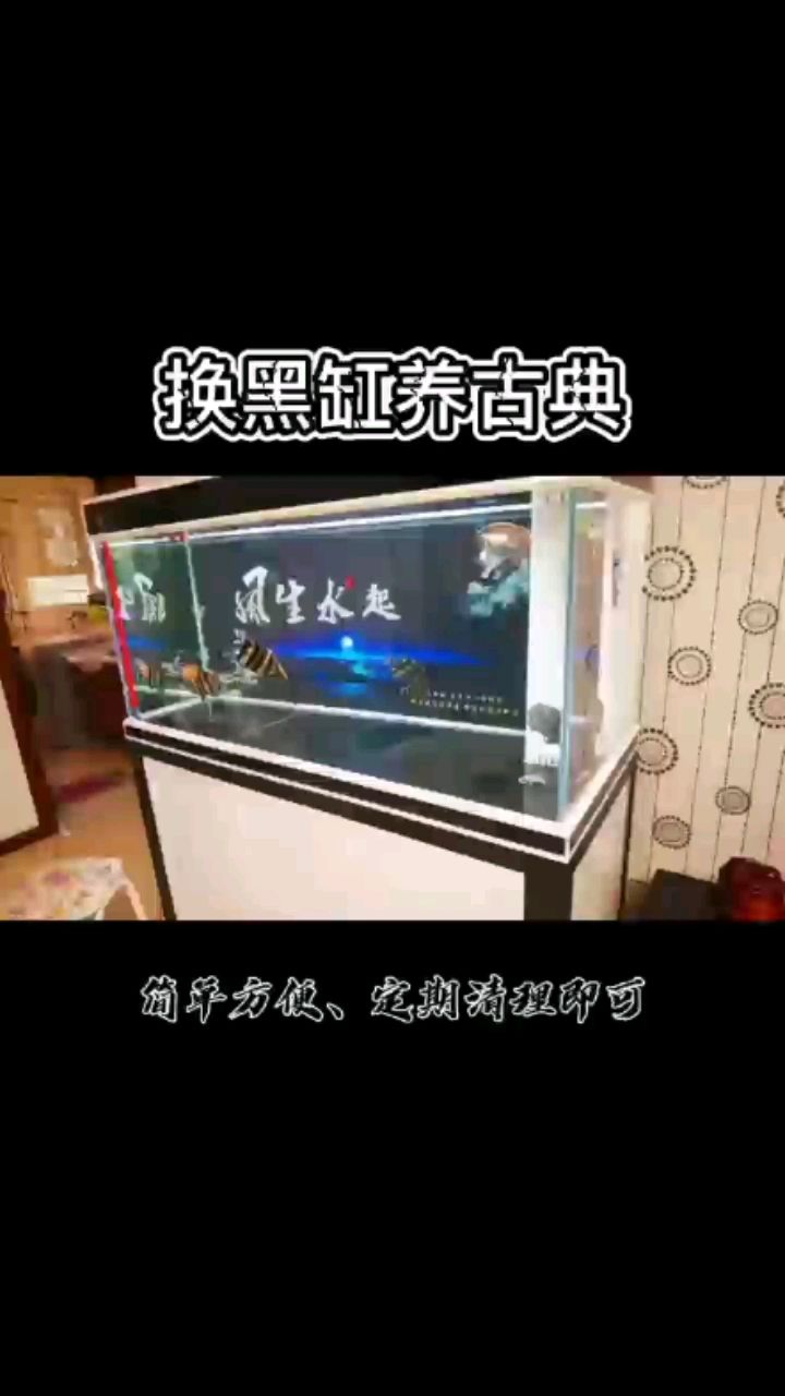 日照觀賞魚市場白缸變黑缸