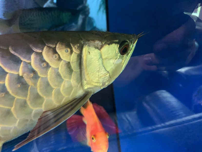 龍魚(yú)頭爛了 廣州水族批發(fā)市場(chǎng) 第6張