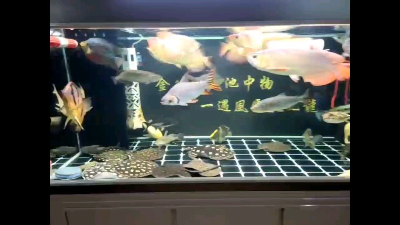 婁底水族館加油