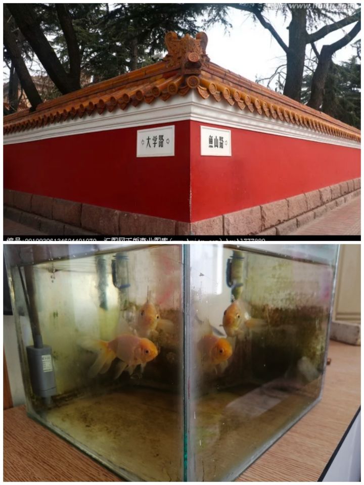 荊州觀賞魚市場(chǎng)拐角見你