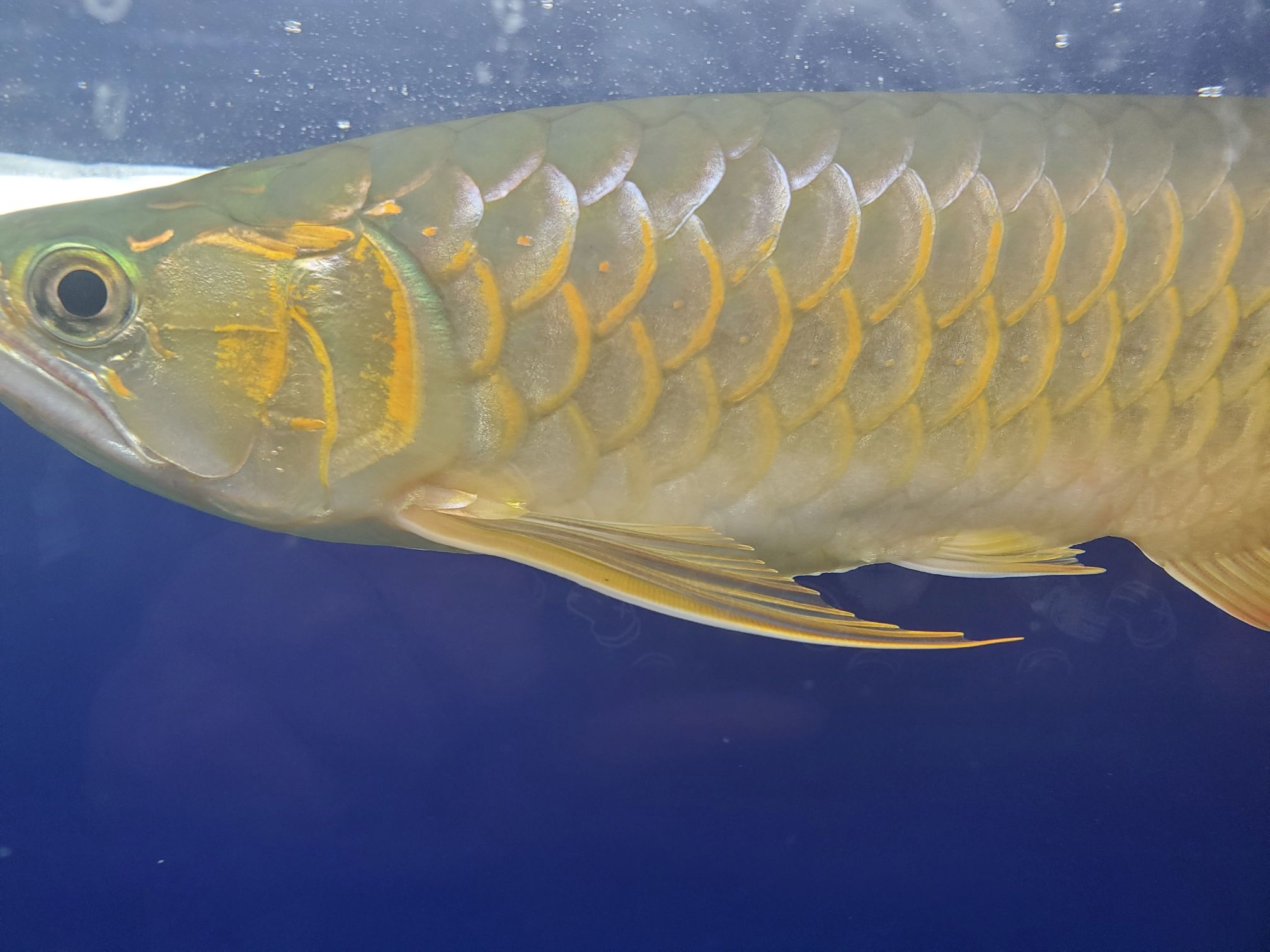 商丘水族館龍魚發(fā)色不均勻