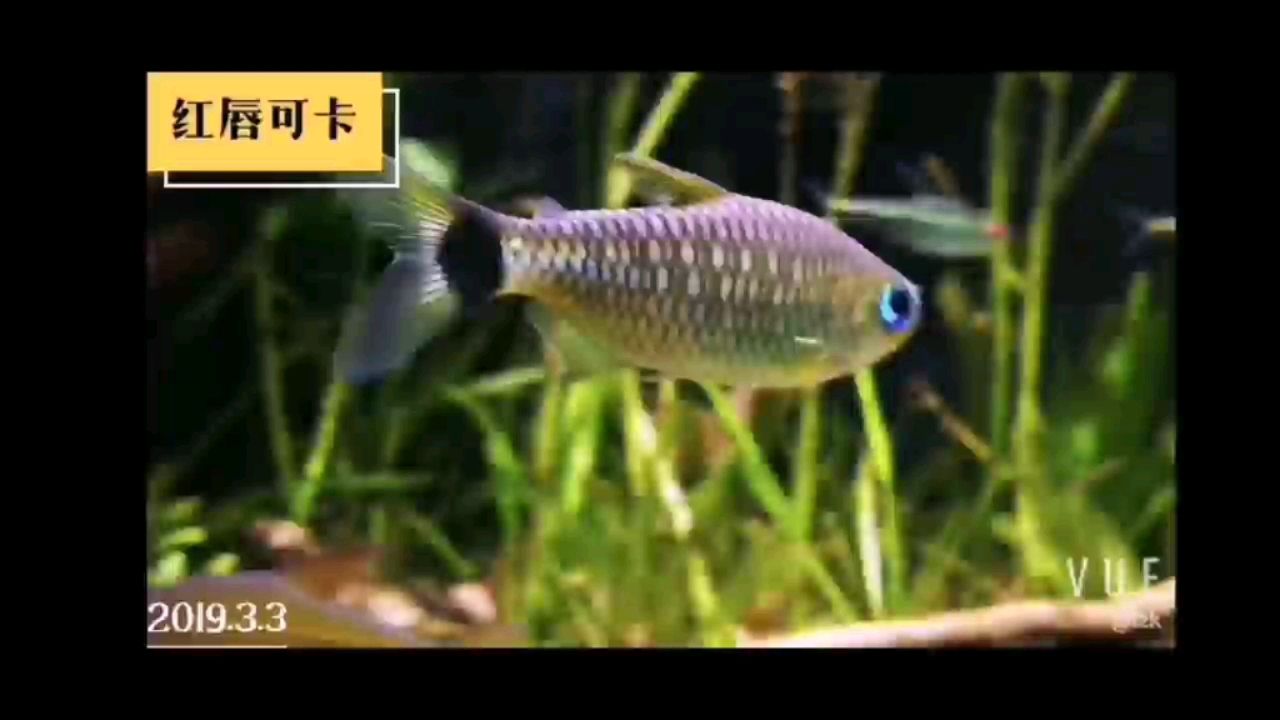 紅唇可卡 養(yǎng)魚的好處 第2張